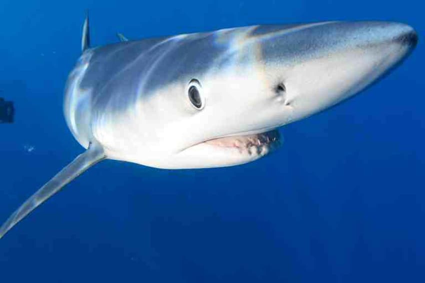 An image of a shark found on a Nantucket Shark Diving Adventure