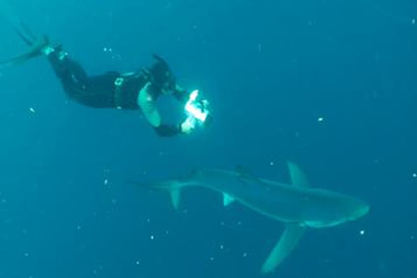 Nantucket Island shark diving excursions in action.