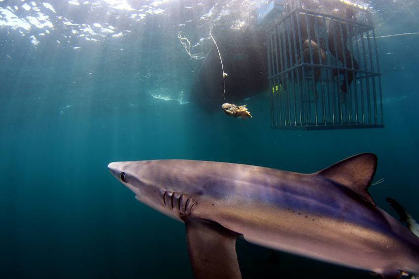 AN image of sharks circling during a nantucket shark diving adventure. 