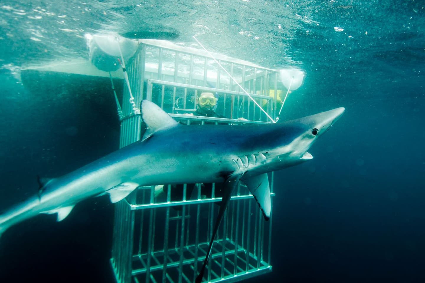 An image of a diver in a shark cage at Nantucket Shark Diving Adventures. 